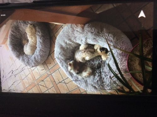 Customer photo review of Lit Apaisant Comfy® |  Pour Chien et Chat