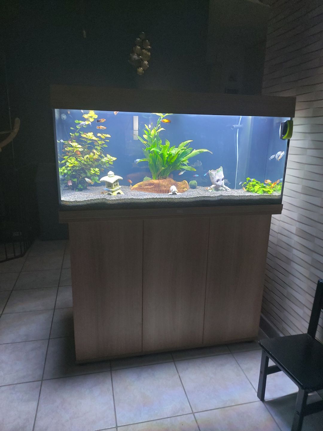 Customer photo review of Aquarium Rio 180 LED Chêne Équipé JUWEL - 180L