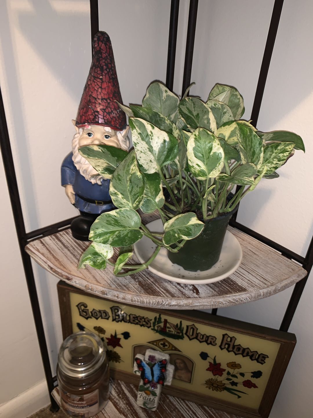 Customer photo review of 4" Pothos Pearls and Jade