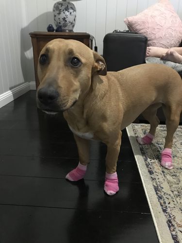 Customer photo review of Dog Socks - Non-slip