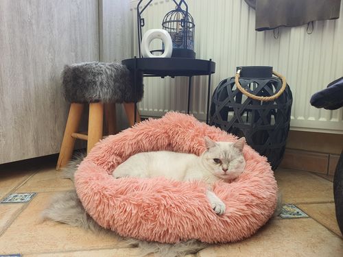 Customer photo review of Lit Apaisant Comfy® |  Pour Chien et Chat