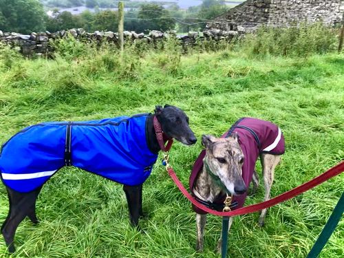 Customer photo review of Greyhound Water Resistant Dog Coat