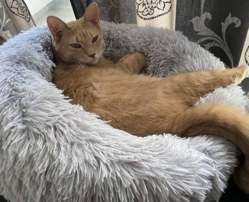 Customer photo review of Lit Apaisant Comfy® |  Pour Chien et Chat