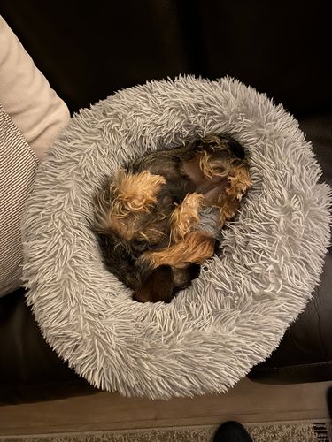 Customer photo review of Lit Apaisant Comfy® |  Pour Chien et Chat