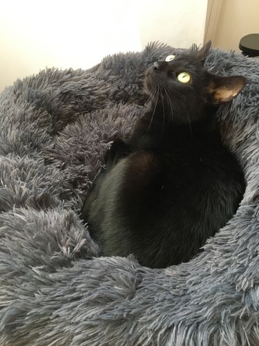 Customer photo review of Lit Apaisant Comfy® |  Pour Chien et Chat