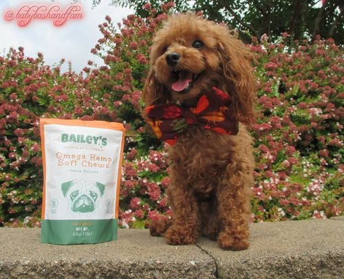 Customer photo review of Bailey's Omega Hemp Soft Chews - Bacon Flavored- 60 Count Bag