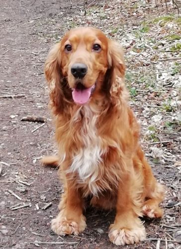 Customer photo review of Individuelles Haustierporträt - Posterdruck im Rahmen