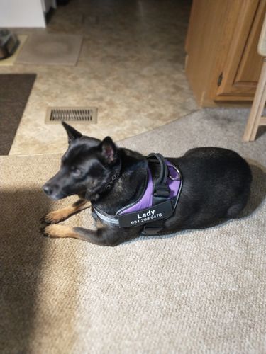 Customer photo review of Lifetime Warranty Personalized NO PULL Dog Harness (FREE Shipping)