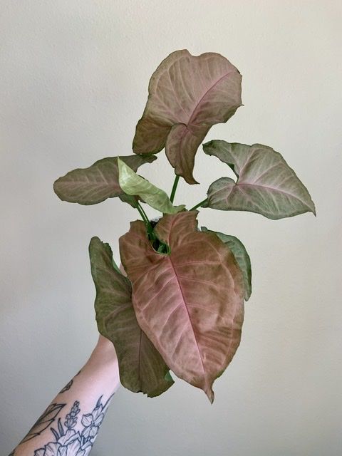 Customer photo review of 4" Syngonium Regina Red