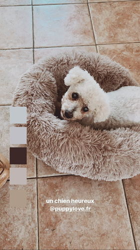 Customer photo review of Lit Apaisant Comfy® |  Pour Chien et Chat