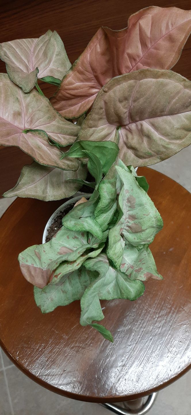 Customer photo review of 4" Syngonium Regina Red