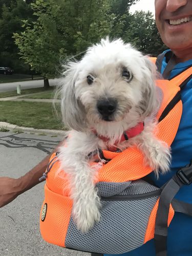 Customer photo review of Petyfy™ Dog Backpack + Lifetime Warranty!