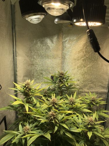Customer photo review of OPTIC 1 VEG COB LED GROW LIGHT 54W 5000k COB