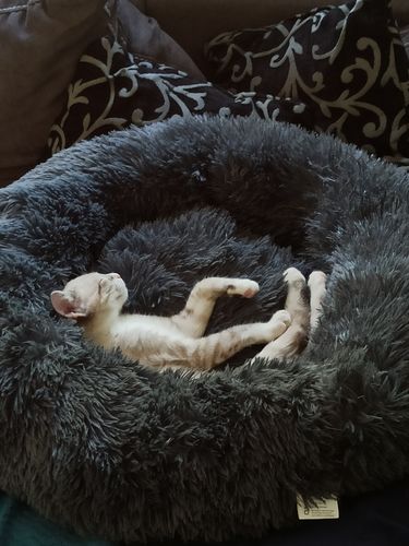 Customer photo review of Lit Apaisant Comfy® |  Pour Chien et Chat