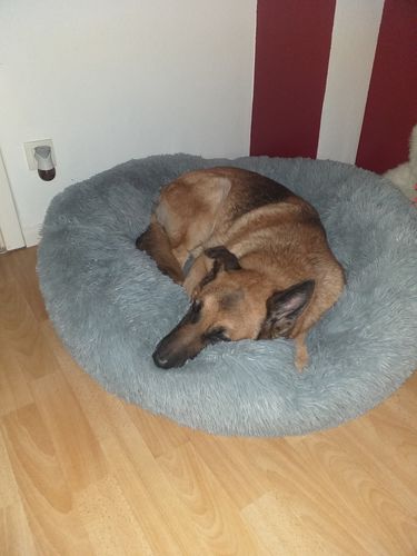Customer photo review of Lit Apaisant Comfy® |  Pour Chien et Chat