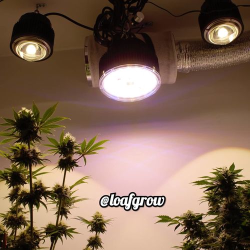 Customer photo review of PhatSlim 1XL Dimmable LED Grow Light (gen6) 104w 3500k