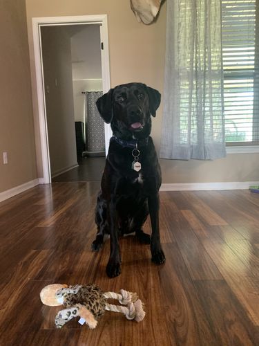 Customer photo review of Concrete Jungle