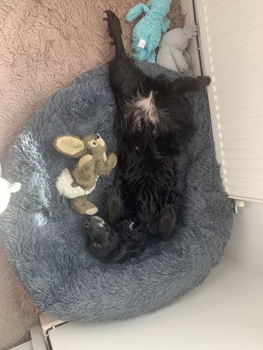 Customer photo review of Pet Calming Bed