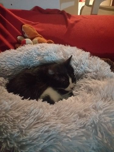 Customer photo review of Lit Apaisant Comfy® |  Pour Chien et Chat