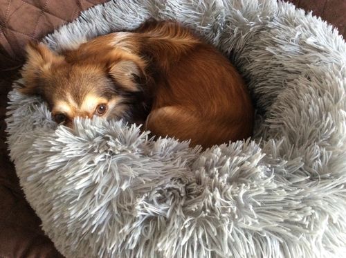 Customer photo review of Lit Apaisant Comfy® |  Pour Chien et Chat