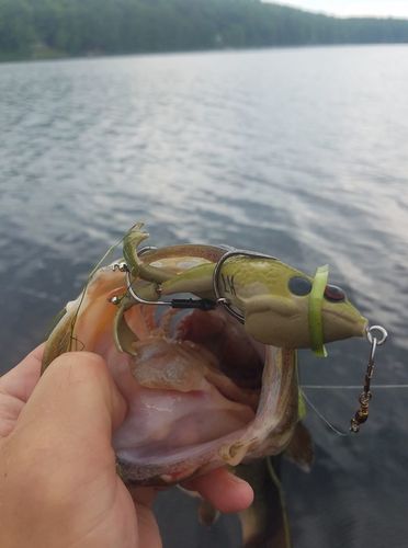double propeller frog soft bait