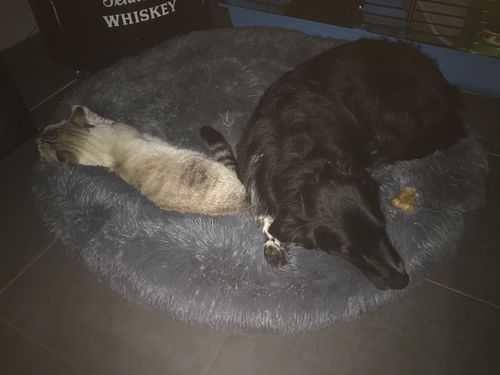 Customer photo review of Lit Apaisant Comfy® |  Pour Chien et Chat