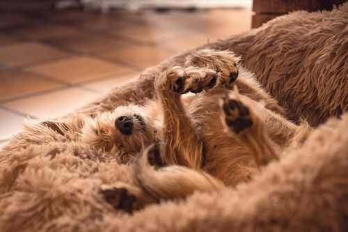 Customer photo review of Lit Apaisant Comfy® |  Pour Chien et Chat