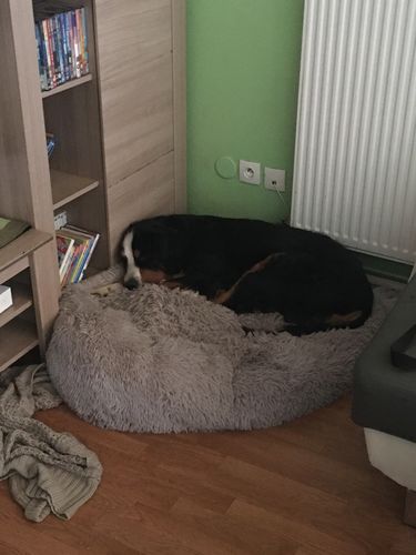 Customer photo review of Lit Apaisant Comfy® |  Pour Chien et Chat