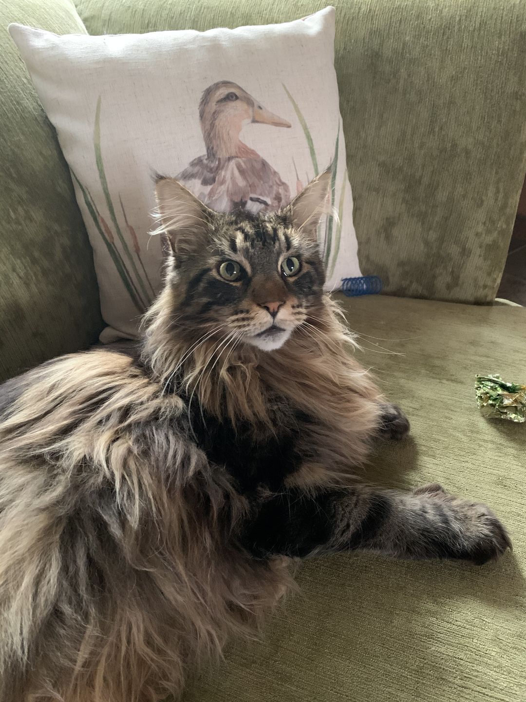 Customer photo review of Cat Spray