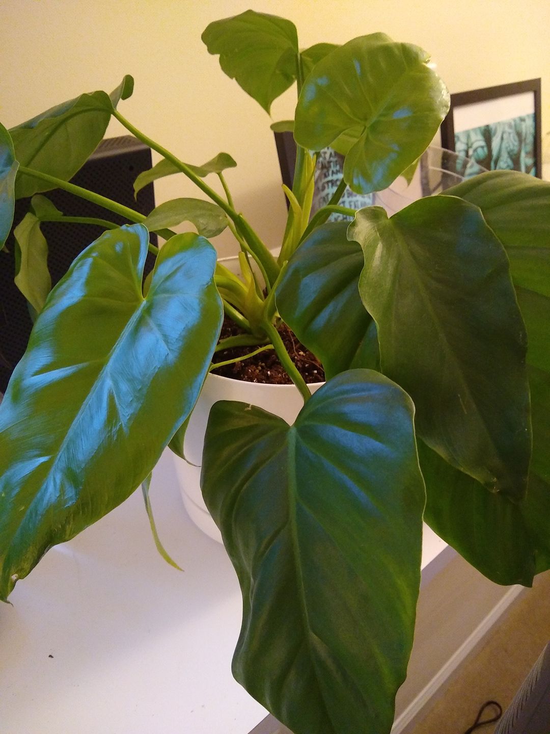 Customer photo review of 4" Philodendron Giganteum