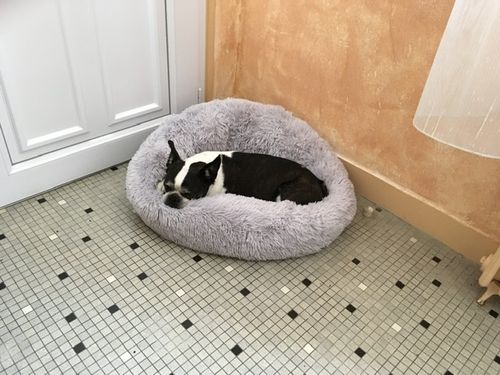 Customer photo review of Lit Apaisant Comfy® |  Pour Chien et Chat