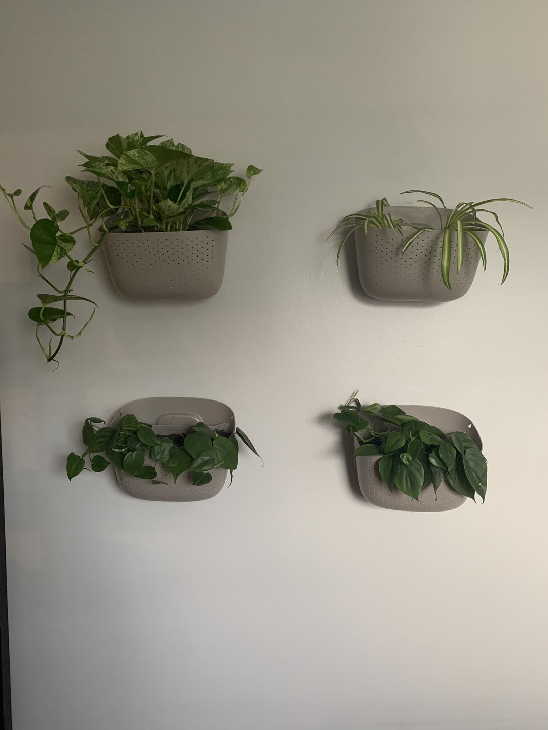 Customer photo review of Wally Eco Stone Wall Planter