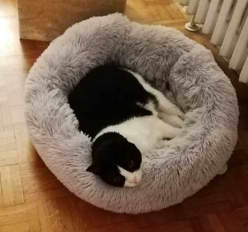 Customer photo review of Lit Apaisant Comfy® |  Pour Chien et Chat