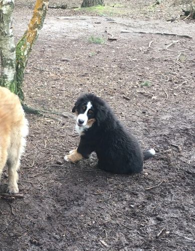 Customer photo review of Pet Calming Bed