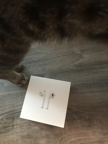 Customer photo review of Lucepods