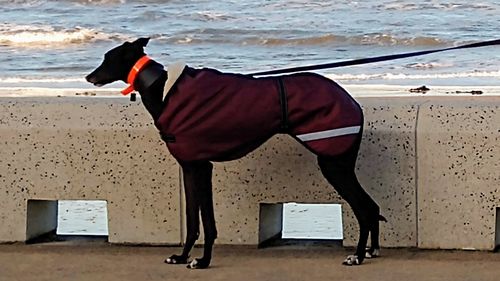 Customer photo review of Greyhound Water Resistant Dog Coat