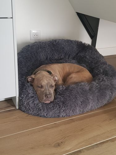 Customer photo review of Lit Apaisant Comfy® |  Pour Chien et Chat