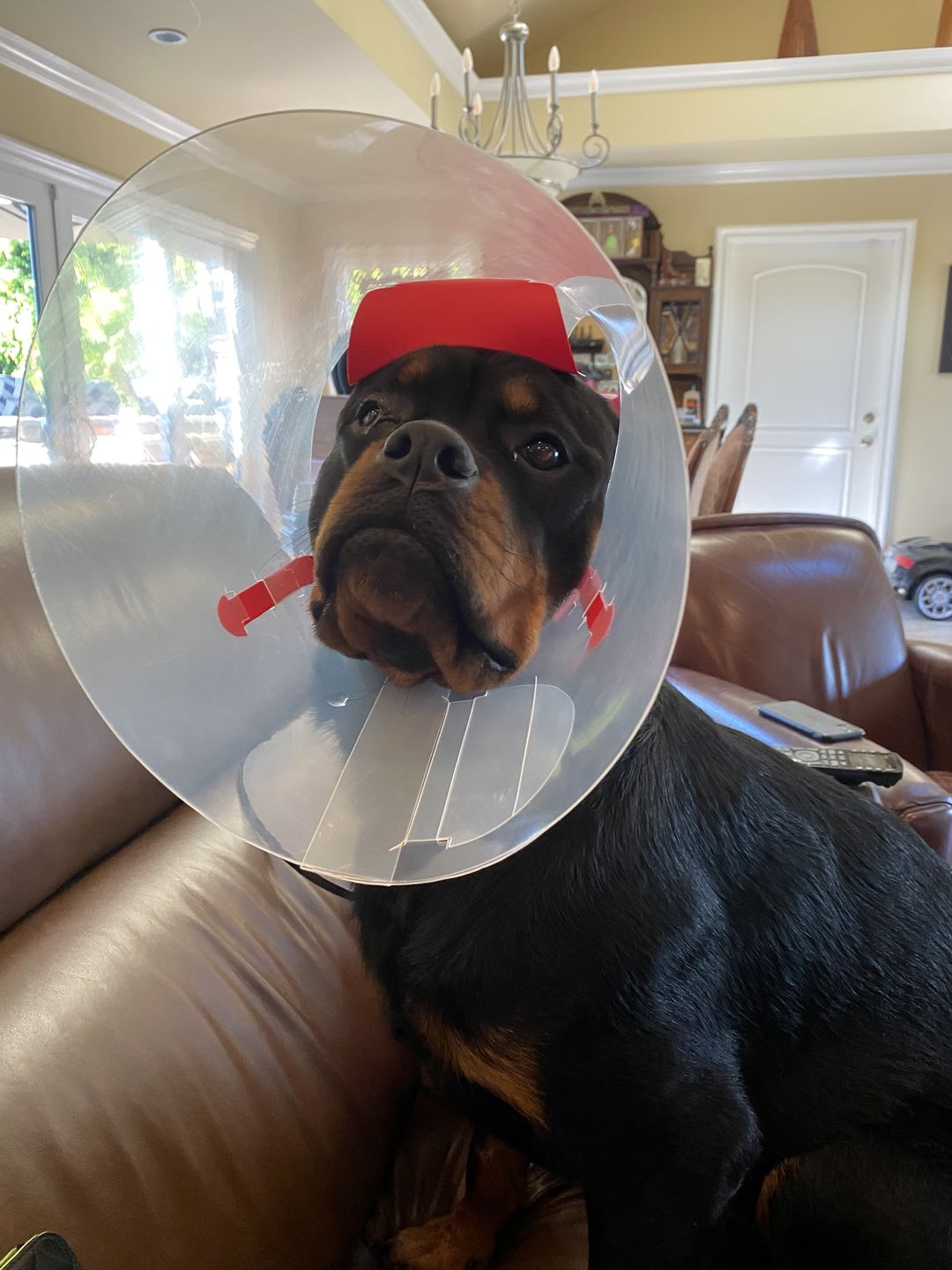 Customer photo review of NovaGuard Recovery Collar