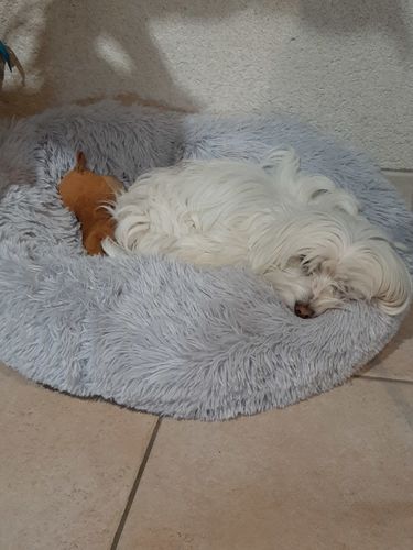 Customer photo review of Lit Apaisant Comfy® |  Pour Chien et Chat