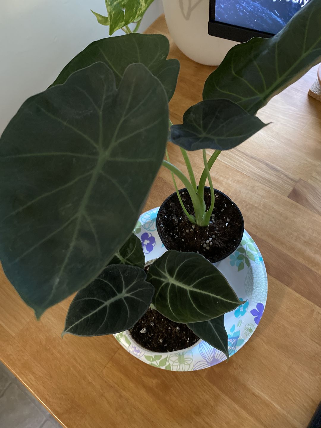 Customer photo review of 4" Alocasia Regal Shield