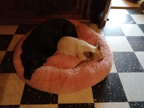Customer photo review of Lit Apaisant Comfy® |  Pour Chien et Chat