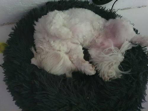 Customer photo review of Lit Apaisant Comfy® |  Pour Chien et Chat