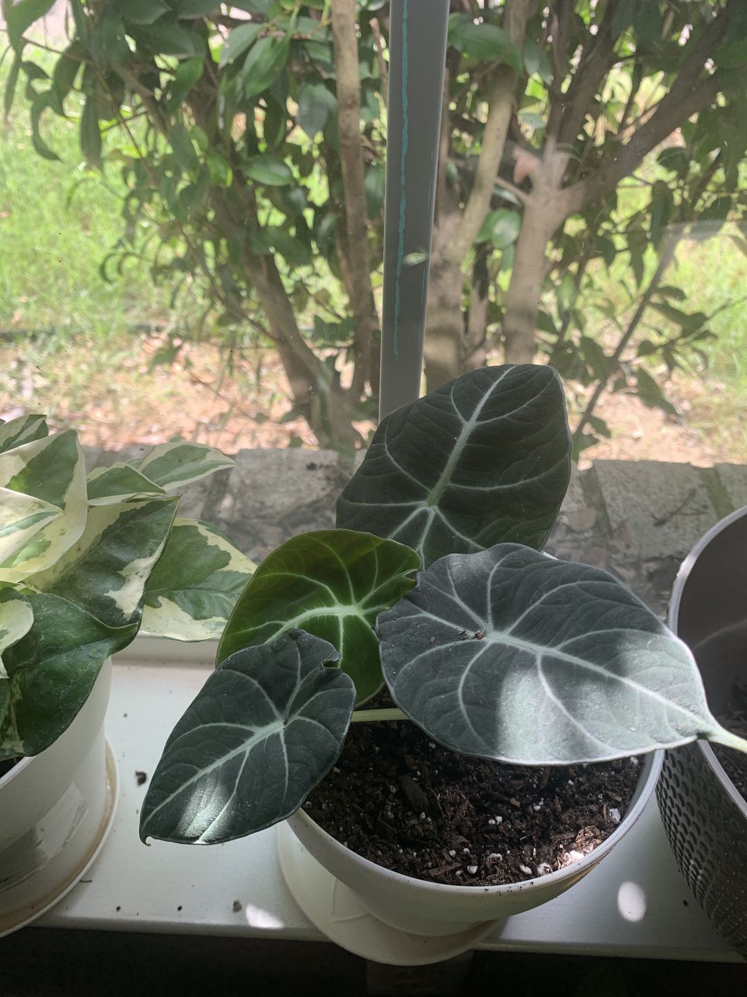 Customer photo review of 4" Pothos Pearls and Jade
