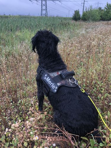 Customer photo review of Pfotenlove - Anti-Zug Personalisiertes Hundegeschirr – Premium Edition