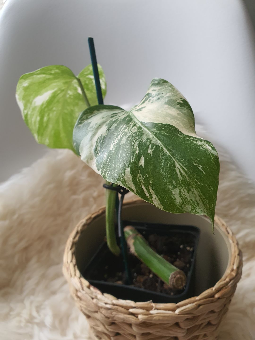 Customer photo review of MONSTERA BORSIGIANA VARIEGATA