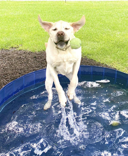 Customer photo review of Portable Pet Pool™️