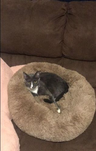Customer photo review of Round Plush Dog Bed Cat Bed Donut, Faux Fur Pet Bed Self-Warming Donut Cuddler