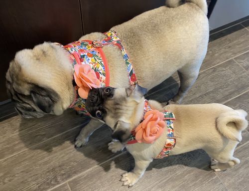 Customer photo review of Rifle paper co dog harness set - Garden Party Cream Petite
