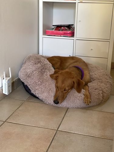 Customer photo review of Lit Apaisant Comfy® |  Pour Chien et Chat