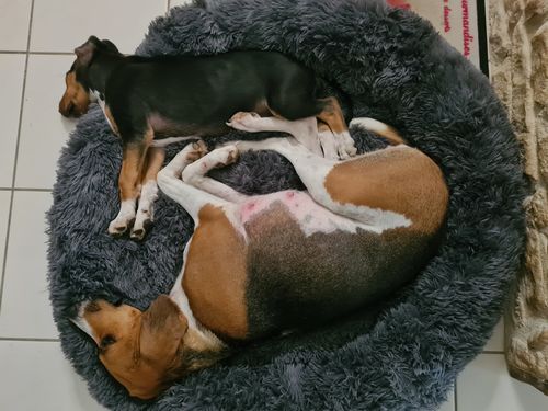 Customer photo review of Lit Apaisant Comfy® |  Pour Chien et Chat